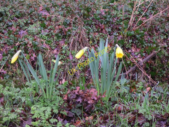 Photo 6"x4" Daffodils on Stroud Common Rowly c2011