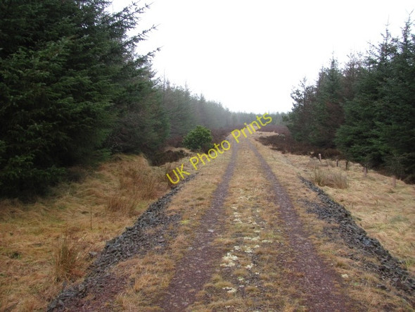 Photo 6"x4" Logging road, Lumsdaine Moor Lumsdaine Moor c2011