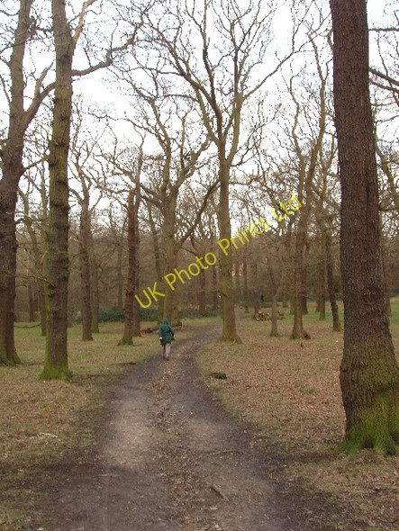 Photo 6"x4" Oak trees of Horsenden Wood Wembley c2008