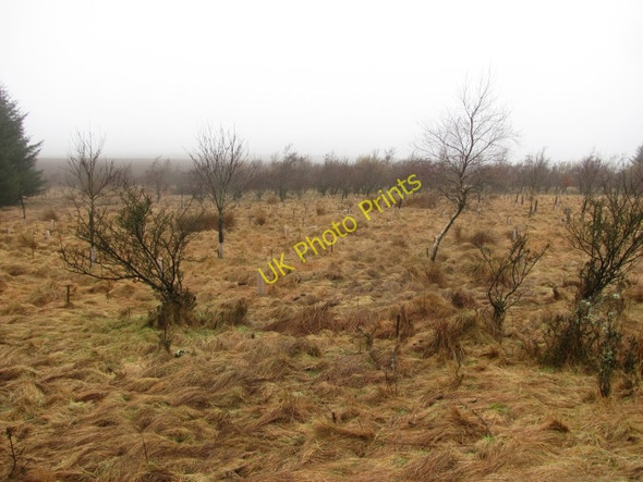 Photo 6"x4" Alder wood, Lumsdaine Moor Lumsdaine Moor c2011