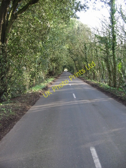 Photo 6"x4" Looking E along a tree lined road towards Northbourne Betteshanger c2008