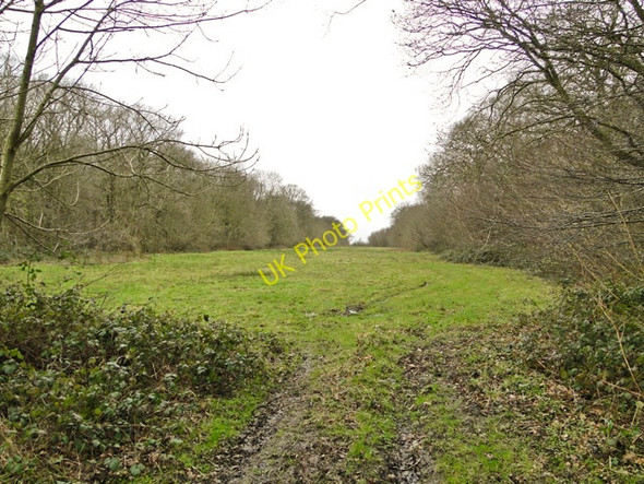 Photo 6"x4" Clearing in Tindall Wood, Thwaite St. Mary Hedenham c2011