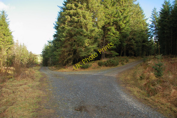 Photo 6"x4" Tracks through  Little Newtake Plantation Babeny c2011