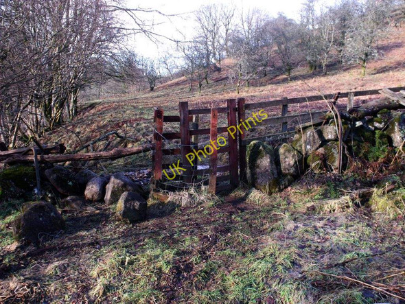 Photo 6"x4" Carron Glen nature reserve Fankerton c2011