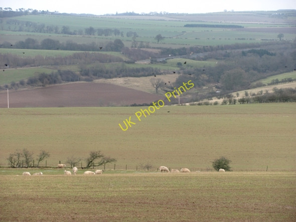 Photo 6"x4" Sheep pasture, Swansfield Auchencrow c2011