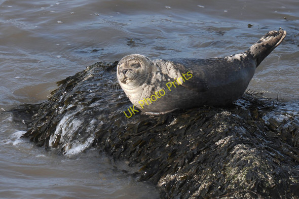 Photo 6"x4" Common Seal basking on a rock at low tide Hoylake c2011