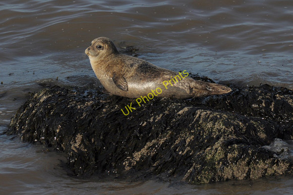 Photo 6"x4" Common Seal on rock Hoylake c2011