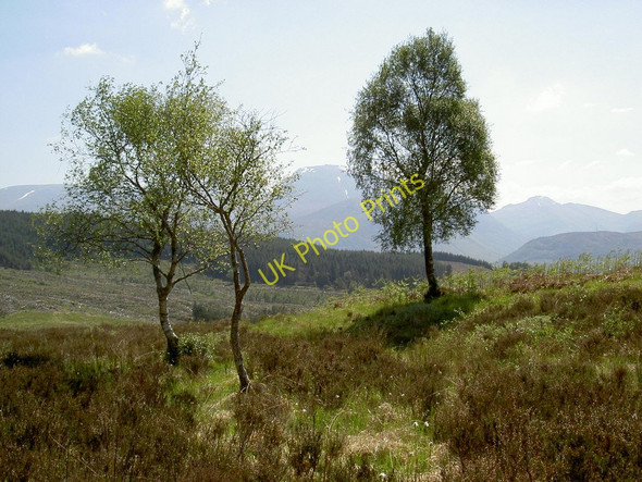 Photo 6"x4" Scattered birch above Corpach Achaphubuil c2008