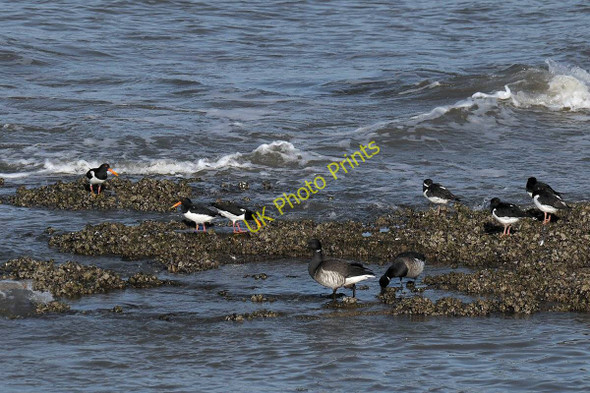 Photo 6"x4" Oystercatchers and Brent Geese Hoylake c2011