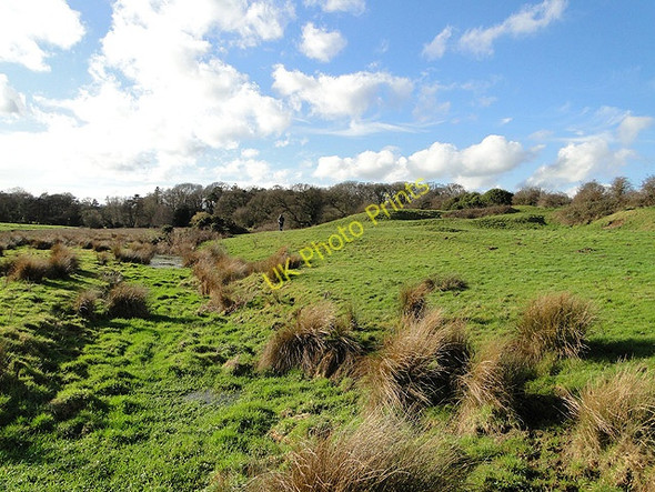 Photo 6"x4" Boggy ground west of Thornage Hall Sharrington c2011