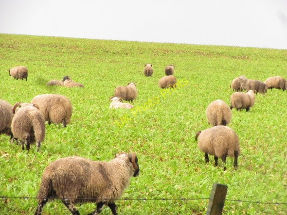 Photo 6"x4" Winter feeding, Easthills Walston\/NT0545 c2011