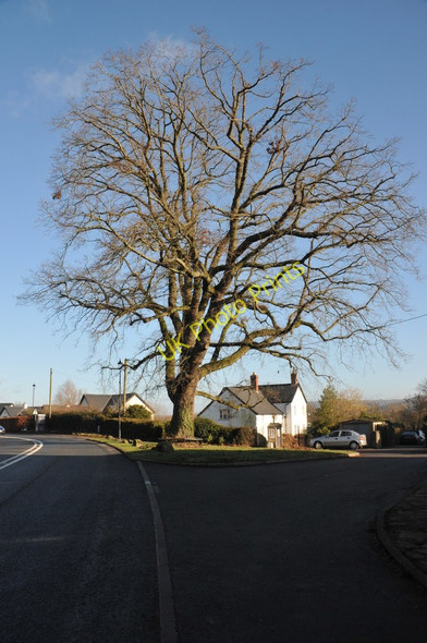 Photo 6"x4" Tree in Llangybi Llangybi\/ST3796 c2011