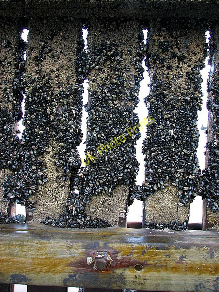 Photo 6"x4" Colony of mussels on groyne, Overstrand Overstrand c2011