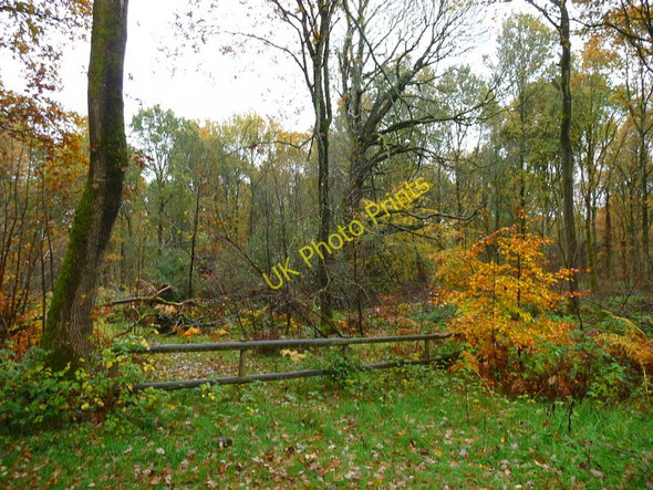 Photo 6"x4" Savernake Forest - Trees Marlborough\/SU1869 c2010