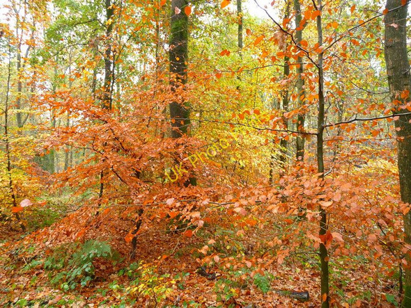 Photo 6"x4" Savernake - Forest Marlborough\/SU1869 c2010