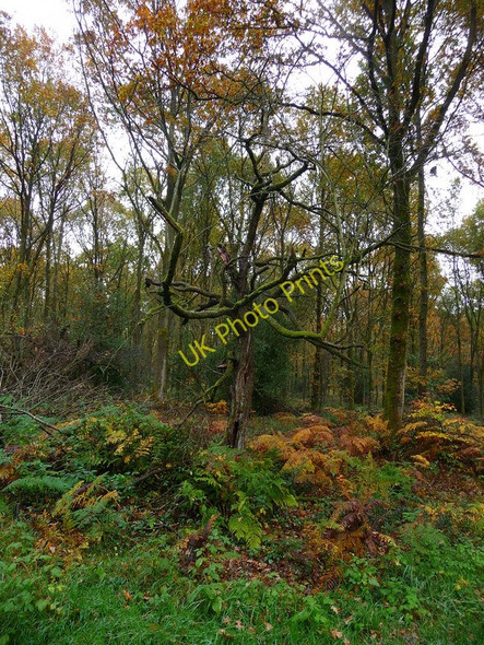 Photo 6"x4" Savernake Forest - Spindley Tree Marlborough\/SU1869 c2010