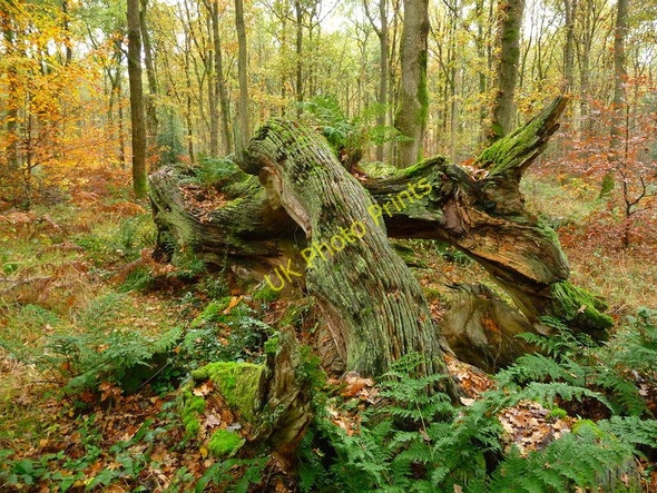 Photo 6"x4" Savernake Forest - Fallen Tree Marlborough\/SU1869 c2010