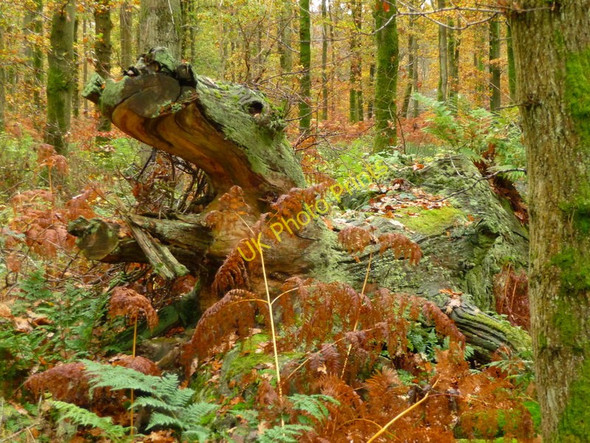 Photo 6"x4" Savernake Forest - Dinosaur Marlborough\/SU1869 c2010