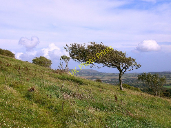 Photo 6"x4" The windswept south-facing slopes of Povington Hill Tyneham c2009