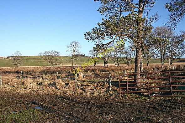 Photo 6"x4" Looking towards Carbrotach Haugh of Glass c2008