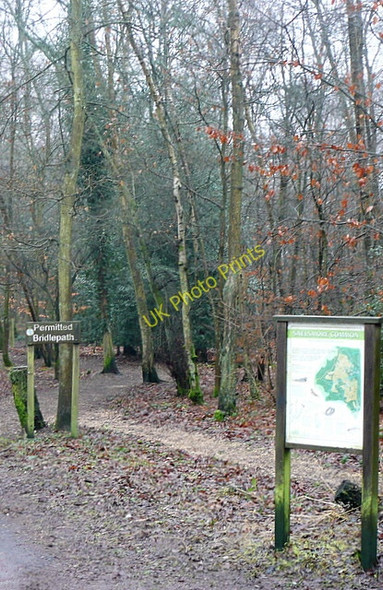 Photo 6"x4" Snelsmore Common Bagnor c2011