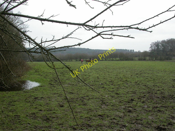 Photo 6"x4" Cripplestyle, horse grazing Crendell c2011