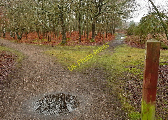 Photo 6"x4" Tracks through Snelsmore Common Bagnor c2011