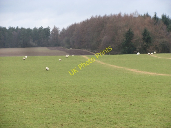 Photo 6"x4" Grazing sheep Airntully c2011