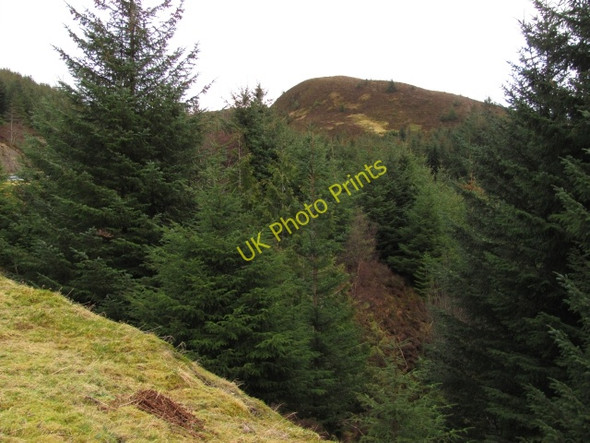 Photo 6"x4" Ratagan Forest Ratagan c2011
