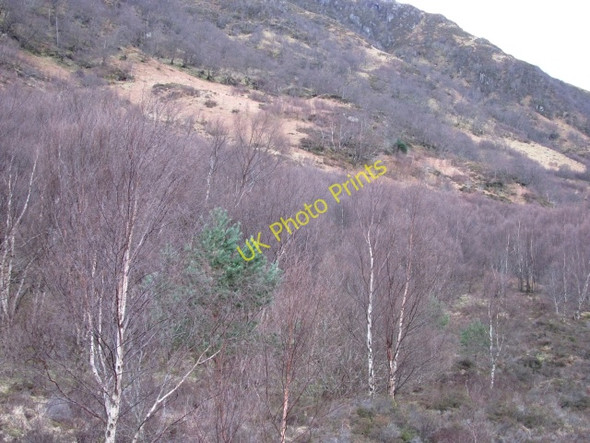 Photo 6"x4" Birch woods above Loch Duich Shiel Bridge\/NG9318 c2011