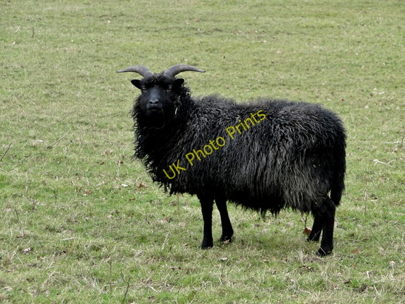 Photo 6"x4" A Hebridean ewe, wondering what I'm doing Bruisyard c2011