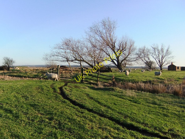 Photo 6"x4" Sheep at 'The Poplars', Cliffe Marshes Cliffe\/TQ7376 c2011