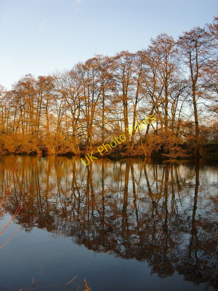 Photo 6"x4" Alders at the water's edge, Osterley Park, January Southall c2011