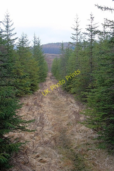 Photo 6"x4" Footpath, Tulloch Woods Fersit c2011