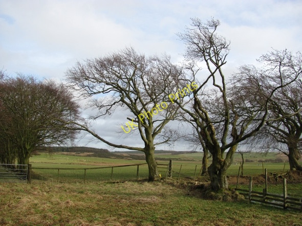 Photo 6"x4" Beech trees near Hyndburn Wildmanbridge c2011