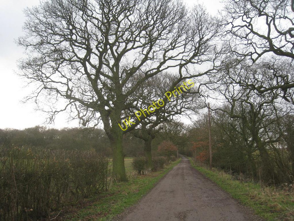 Photo 6"x4" The track to Croppersgorse Plantation Little London\/TF1486 c2011