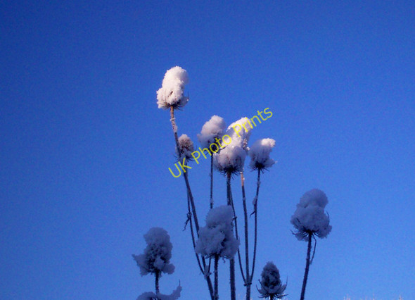 Photo 6"x4" Snowy Teasels, Sandy Grove, Llanteg Llanteg c2011