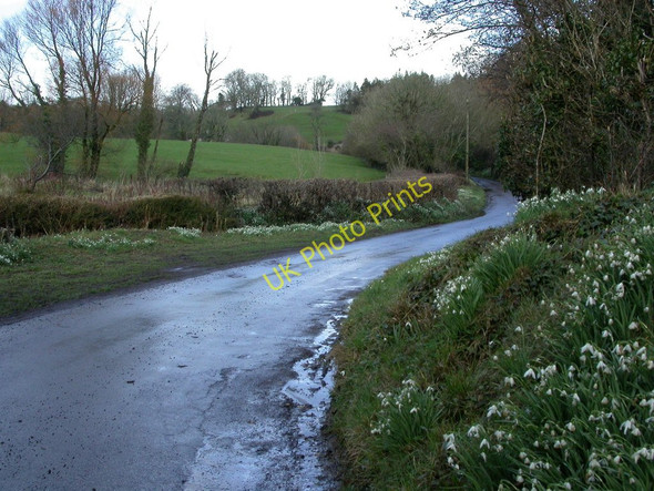 Photo 6"x4" Compton Valence, country lane Compton Valence c2011