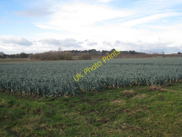 Photo 6"x4" Growing leeks at Besthorpe Besthorpe\/SK8264 c2011