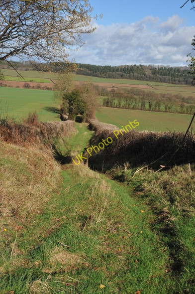 Photo 6"x4" Green lane near Kerry's Gate Kerry's Gate c2011