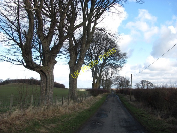 Photo 6"x4" Tree lined road, Costerton Fala\/NT4361 c2011