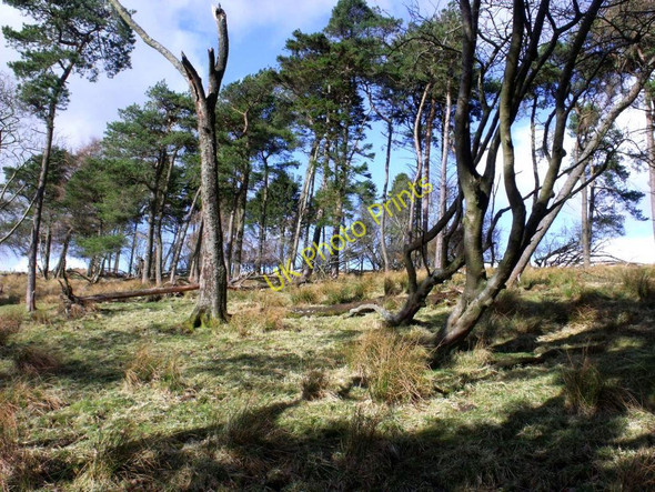 Photo 6"x4" Kilsyth Hills, Scots Pine Kilsyth c2011