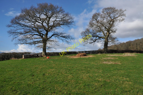 Photo 6"x4" Trees and hedgerow Vowchurch Common c2011