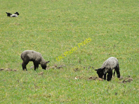 Photo 6"x4" Twin lambs at East Walton East Walton c2011