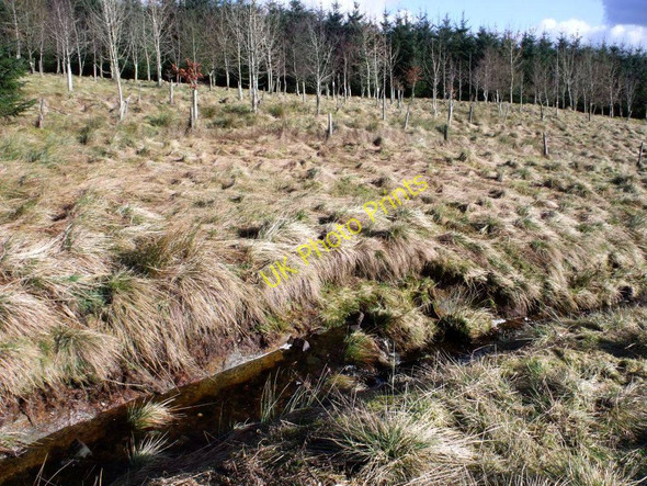 Photo 6"x4" Kilsyth Hills, Craigdouffie Burn High Banton c2011