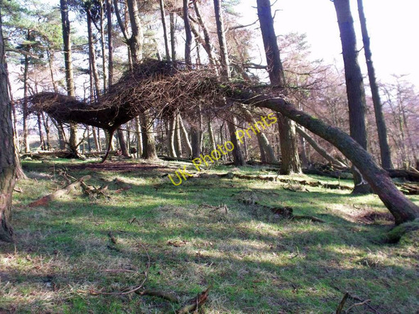 Photo 6"x4" Kilsyth Hills, fallen tree High Banton c2011