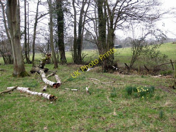 Photo 6"x4" Fallen birches by an unnamed brook Aston Ingham c2011
