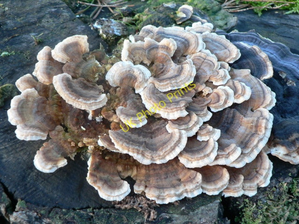 Photo 6"x4" Stump Fungus Brae of Pert c2011