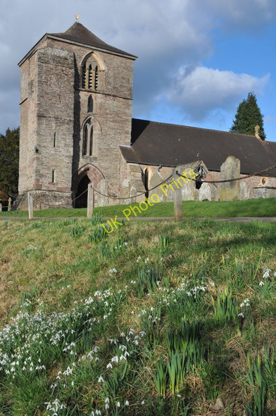 Photo 6"x4" Snowdrops and Ewyas Harold church Ewyas Harold c2011