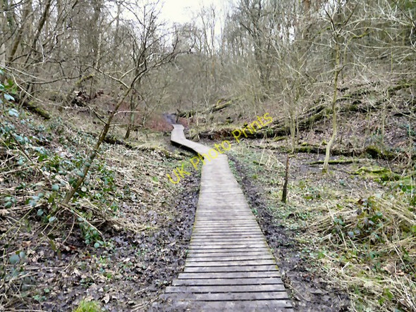 Photo 6"x4" Gower Hey Wood Hyde\/SJ9494 c2011